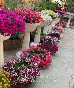Lợi ích của chậu ly nhựa có chân đế