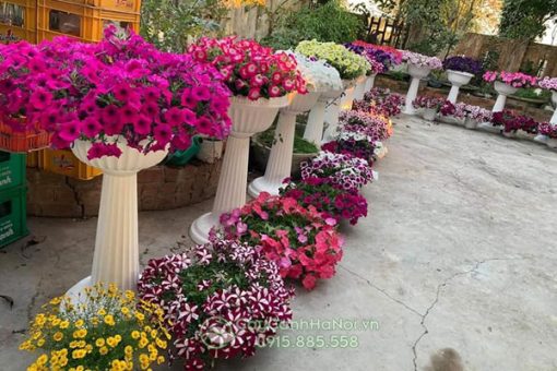 Lợi ích của chậu ly nhựa có chân đế