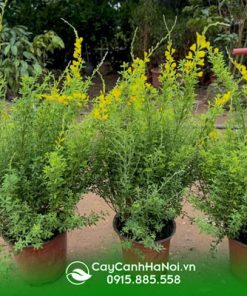Nguồn gốc cây hoa hoàng kim thảo