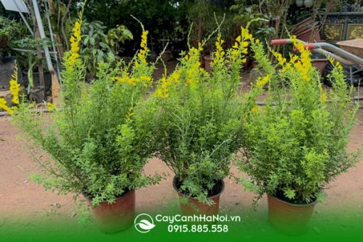 Nguồn gốc cây hoa hoàng kim thảo
