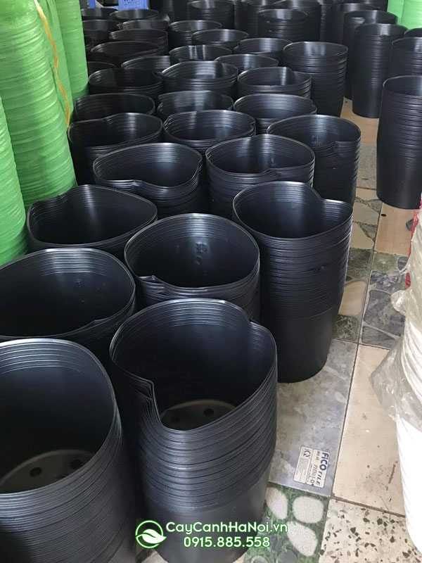 Nơi bán bầu đen mềm ươm cây tại Hà Nội
