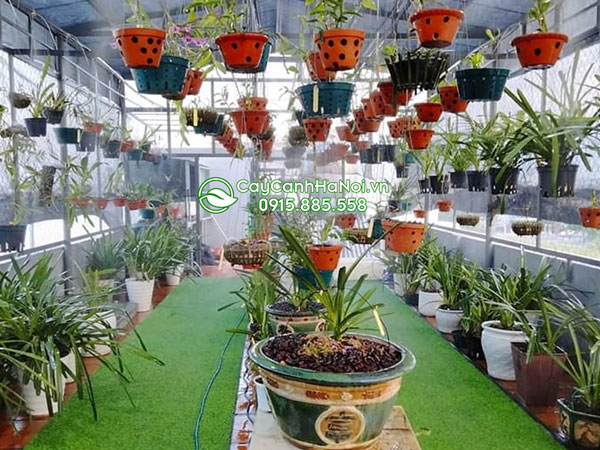 Phân bón lá kích rễ N3M thích hợp để trồng lan