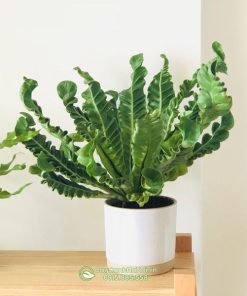 Ráng phúc lộc trồng chậu mini