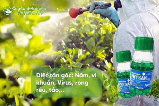 Physan 20sl sát khuẩn trên cây trưởng thành