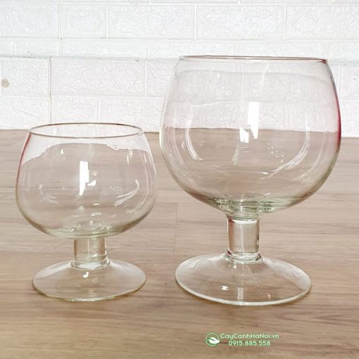 Bán chậu thủy tinh dáng ly nuôi cá đẹp tại Hà Nội