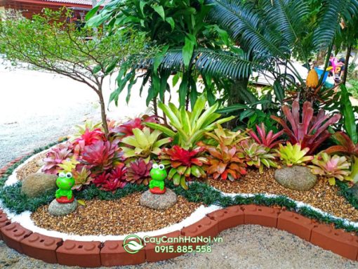 Cách chăm sóc cây dứa màu nam mỹ