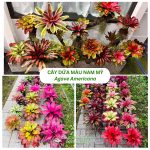 Cây Dứa Màu Nam Mỹ