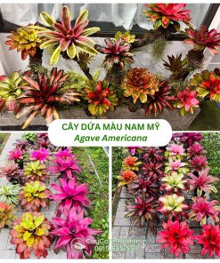 Cây dứa màu Nam Mỹ