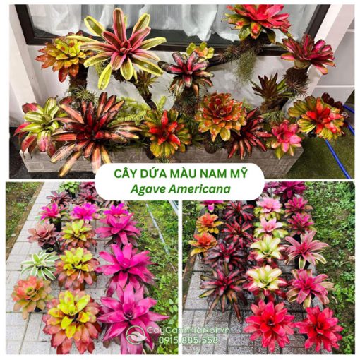 Cây dứa màu Nam Mỹ