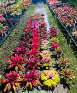Cây dứa màu nam mỹ có nhiều kích thước khác nhau