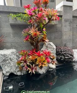 Cây dứa màu nam mỹ trang trí tiểu cảnh đẹp
