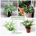 Cây dương xỉ ánh tuyết