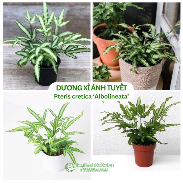 Cây dương xỉ ánh tuyết
