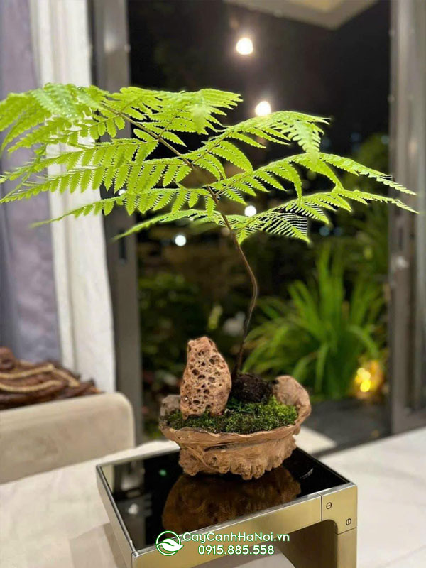 Cây dương xỉ culi trồng chậu đẹp trang trí bàn tiếp khách