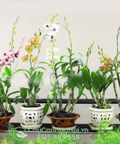 Chậu đất nung có nguồn gốc từ làng nghề Gốm Sứ Bát Tràng.