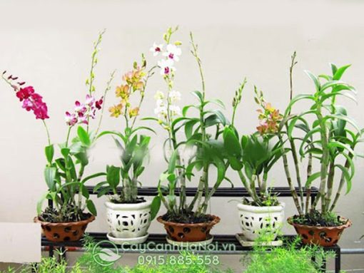 Chậu đất nung có nguồn gốc từ làng nghề Gốm Sứ Bát Tràng.