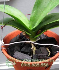 Chậu đất nung gốm sứ Bát Tràng trồng hoa lan