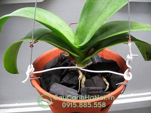 Chậu đất nung gốm sứ Bát Tràng trồng hoa lan