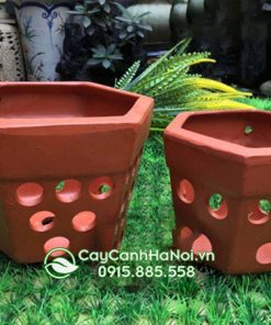 Chậu đất nung lục giác trồng lan