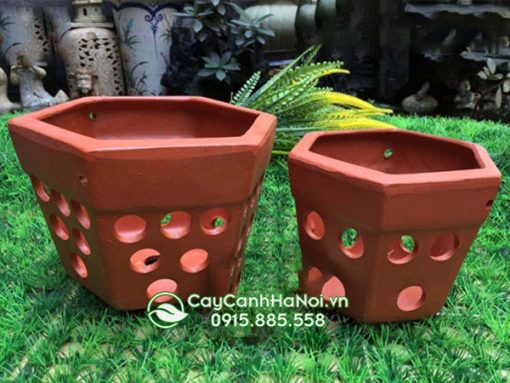Chậu đất nung lục giác trồng lan