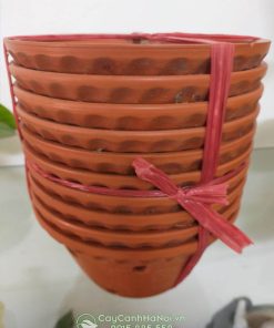 Chậu đất nung trồng lan có mức giá hợp lý