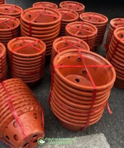 Chậu đất nung trồng chậu có nhiều kích thước khác nhau