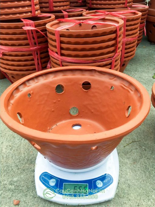 Chậu đất nung trồng lan gốm Bát Tràng