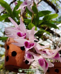 Chậu đất nung trồng lan rừng