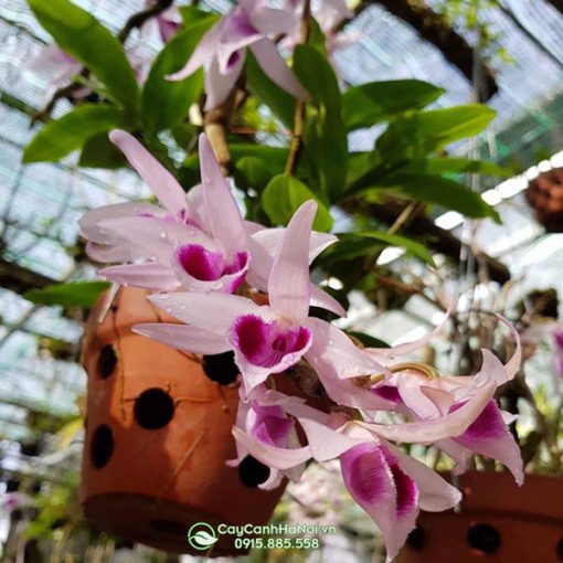 Chậu đất nung trồng lan rừng