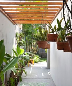 Chậu đất nung trồng lan trang trí sân vườn
