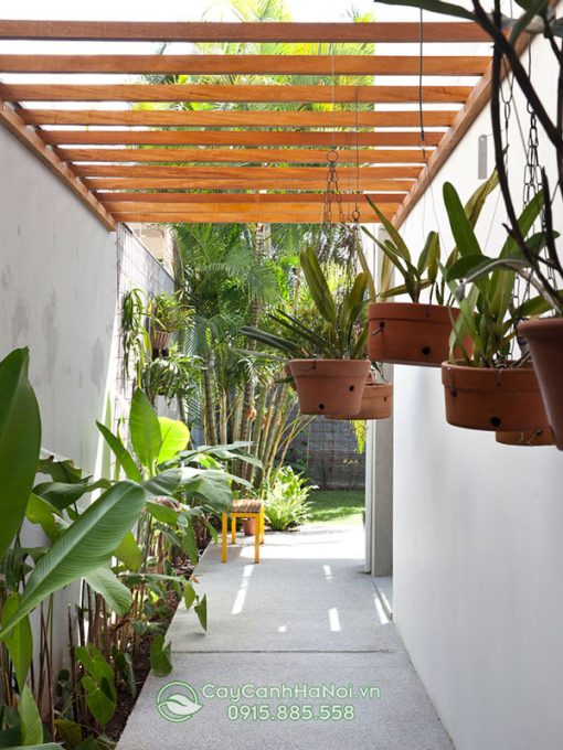 Chậu đất nung trồng lan trang trí sân vườn