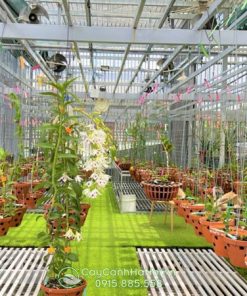 Chậu gốm trồng vườn lan đẹp