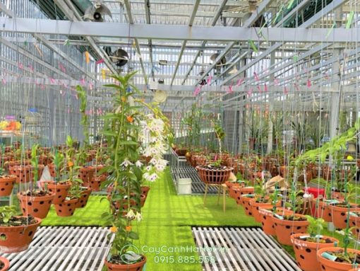 Chậu gốm trồng vườn lan đẹp