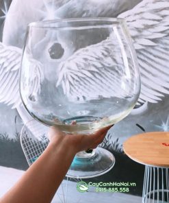 Chậu ly thủy tinh làm hồ nuôi cá