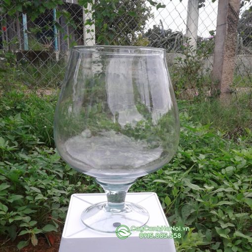 Chậu thủy tinh dáng ly cao