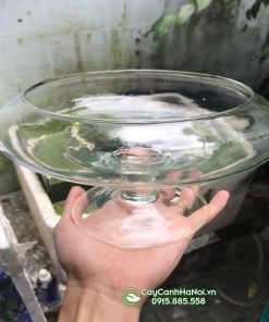 Chậu thủy tinh dáng ly thấp