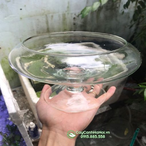 Chậu thủy tinh dáng ly thấp