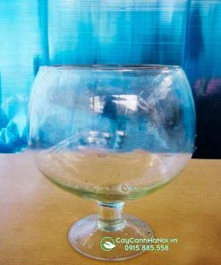 Chậu thủy tinh dáng ly tròn