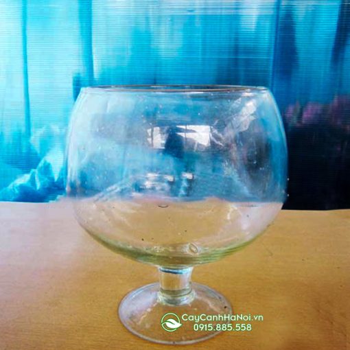 Chậu thủy tinh dáng ly tròn