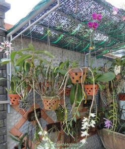 Chậu đất nung trồng lan dendro