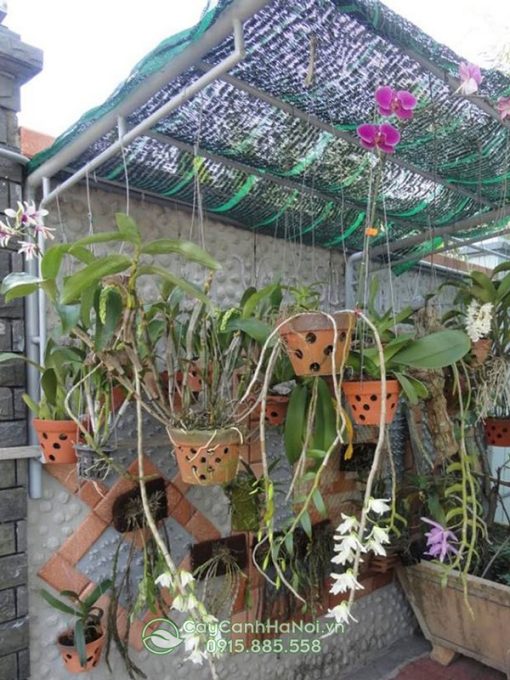 Chậu đất nung trồng lan dendro