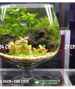 Cửa hàng bán chậu thủy tinh dạng ly nuôi cá