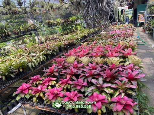 Cung cấp số lượng lớn dứa màu Nam Mỹ tại Hà Nội
