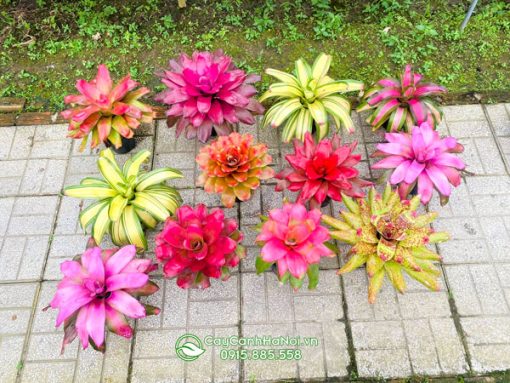 Đặc điểm dứa màu Nam Mỹ