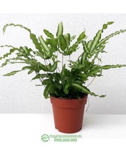 Đặc điểm cây dương xỉ ánh tuyết