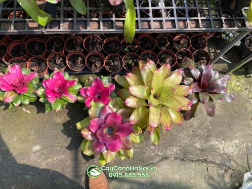 Đặc điểm lá dứa màu nam mỹ