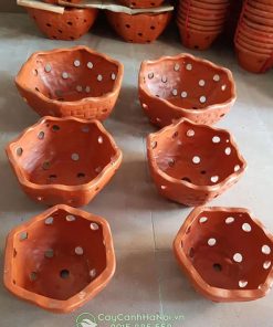Địa chỉ bán chậu đất nung trồng lan tại Hà Nội