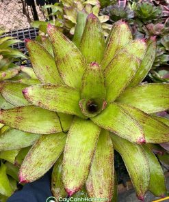Dứa màu nam mỹ Neo Mamorata