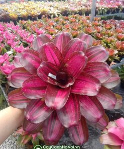 Dứa màu nam mỹ đỏ tía