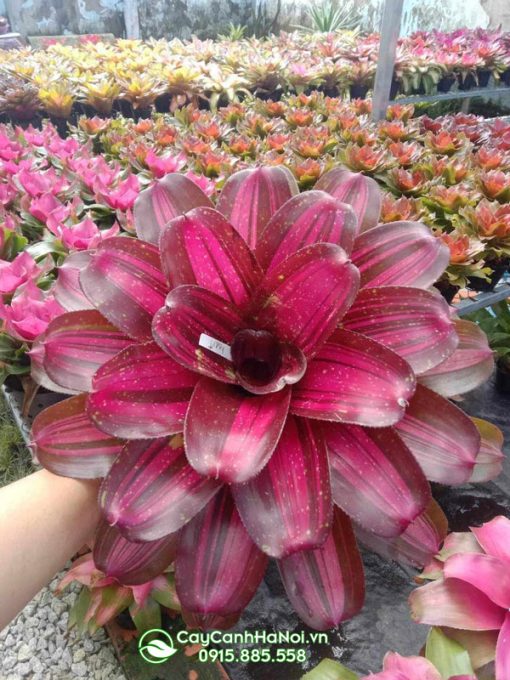 Dứa màu nam mỹ đỏ tía
